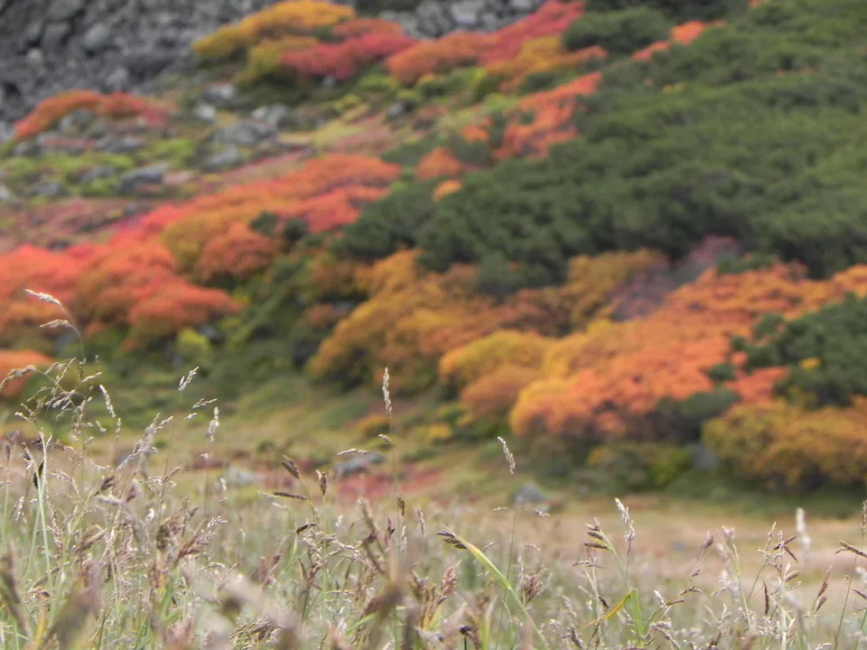 Autumn-coloured shrubs on an exposed Daisetsuzan trail above Ginsendai