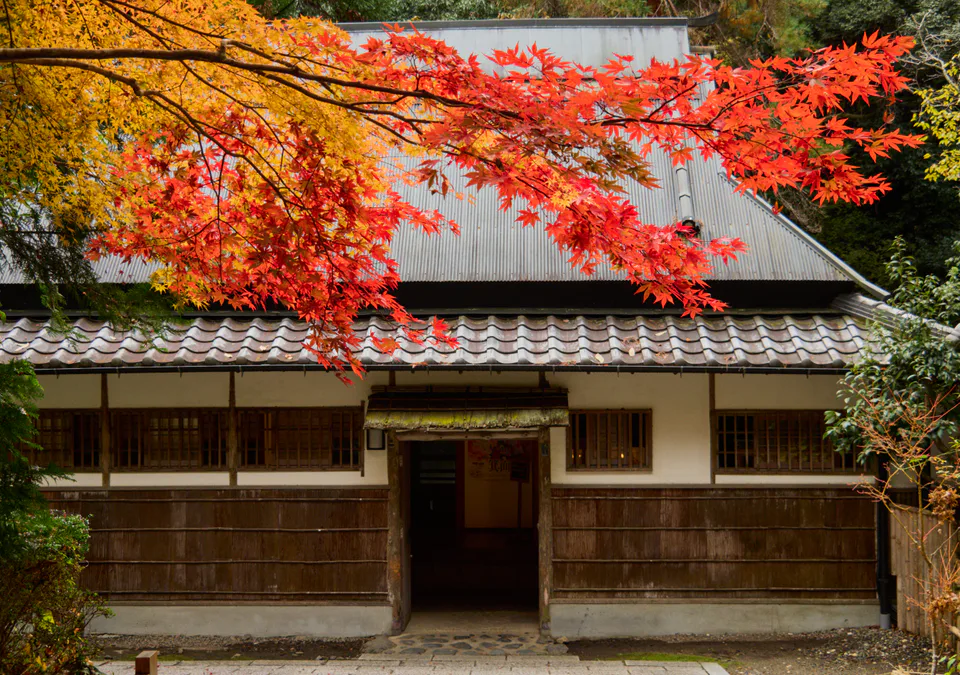 Feuilles d'érable et sentiers naturels au parc Minoh à Osaka