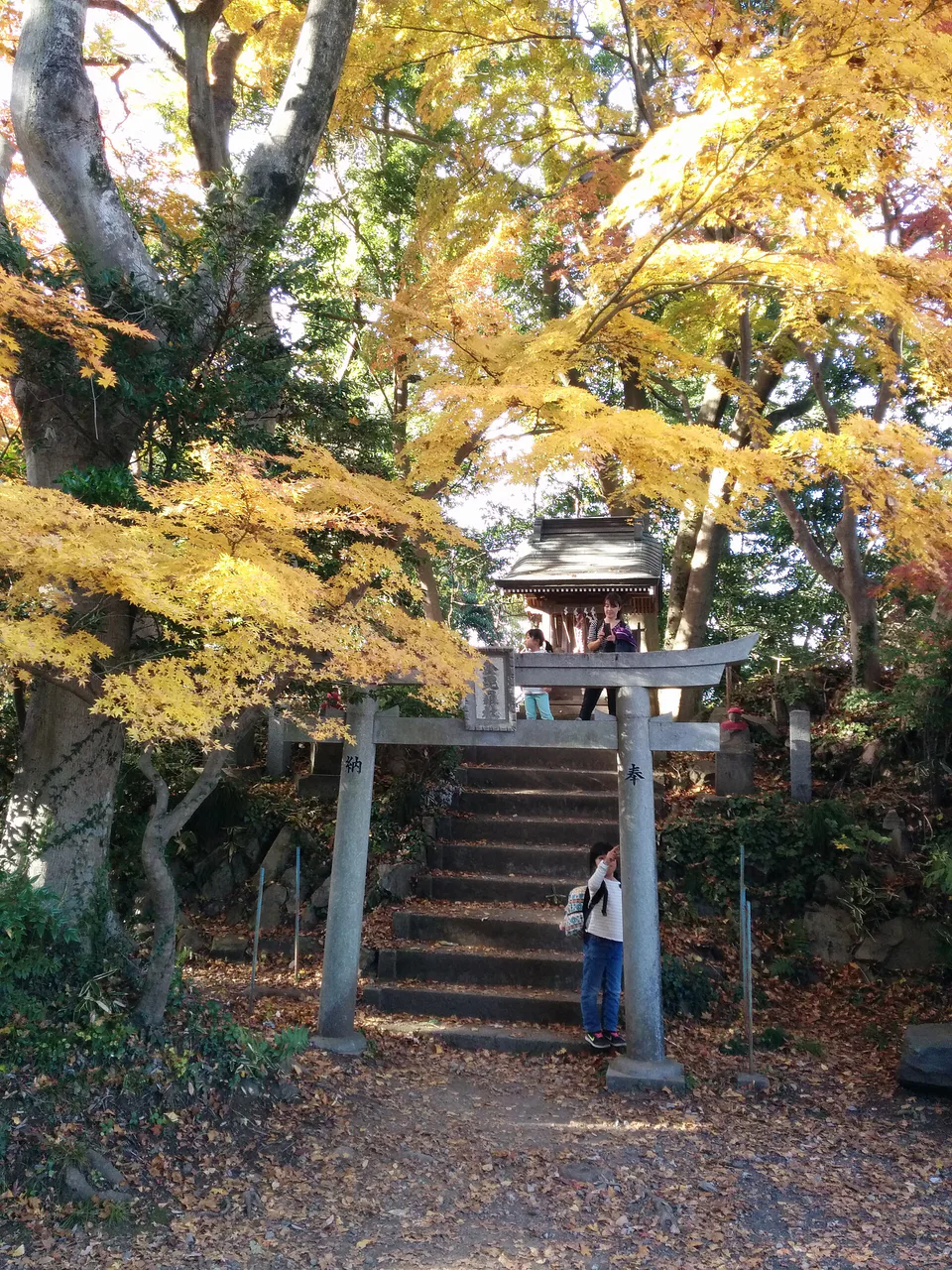 Mt. Takao temple and red autumn leaves