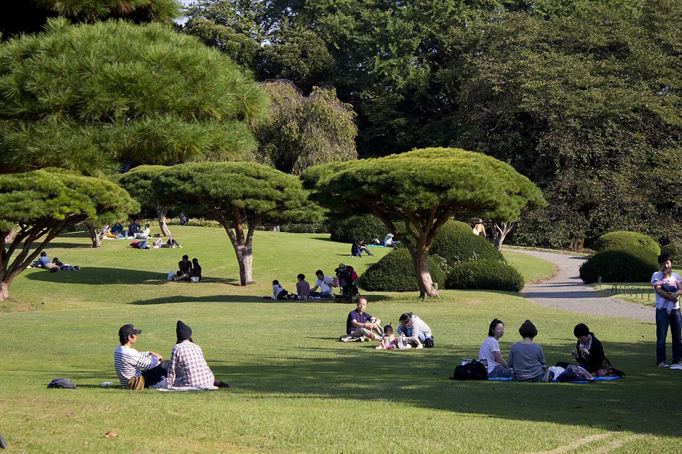 Shinjuku Gyoen, Meiji Jingu Gaien and Rikugien compared for Tokyo autumn colors