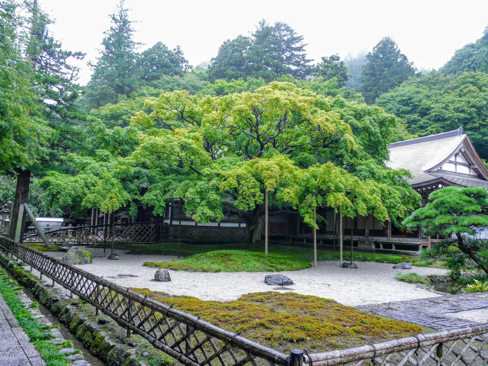 Large autumn maple at Raizan Sennyoji Temple in Fukuoka