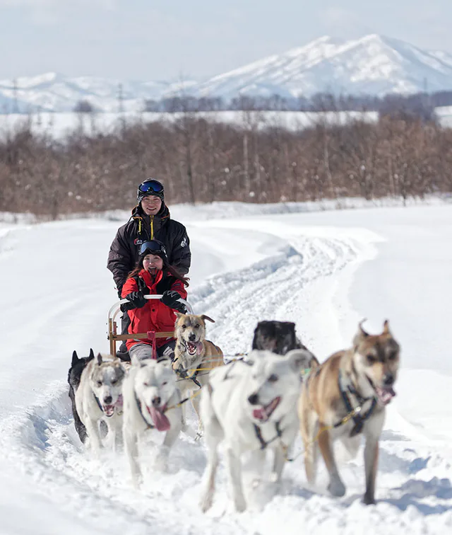 Scène réelle de traîneau à chiens à Kamoenai, Hokkaido. Pour décider si vous allez spécialement à Tokachi, il faut prendre en compte le transport, l'hébergement, la buffer de neige et l'expérience de conduite autonome.