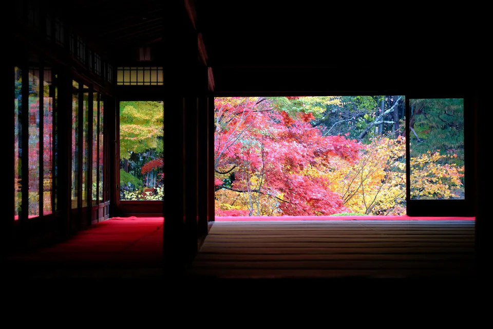 Autumn maple leaves at Tenjuan in Kyoto showing soft temple light and layered composition