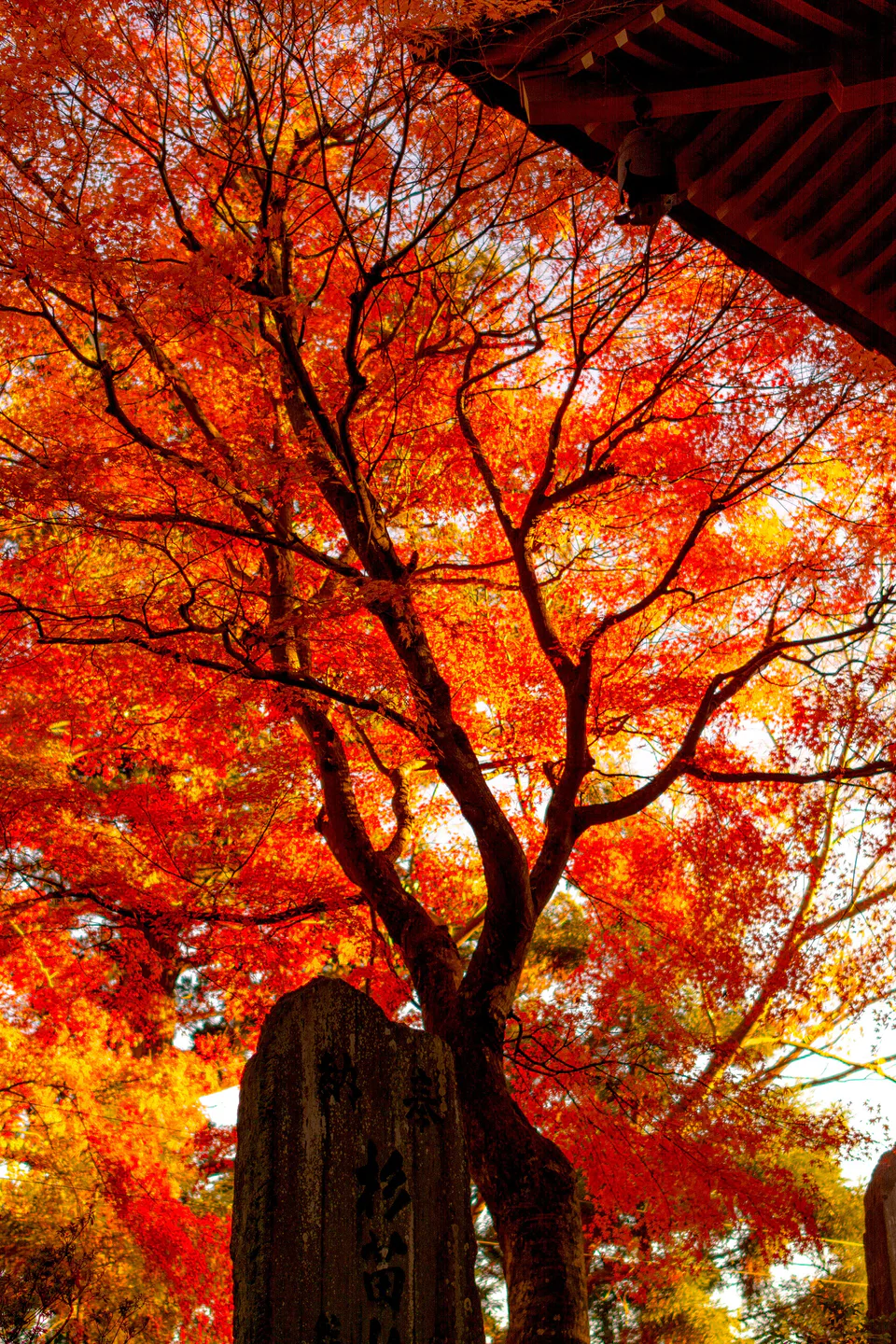 Tokyo Autumn Leaves: Timing for Mt. Takao, Okutama, Gardens and Ginkgo