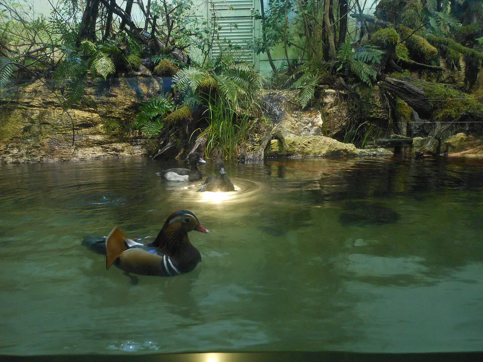 Marine-life exhibit inside Toba Aquarium