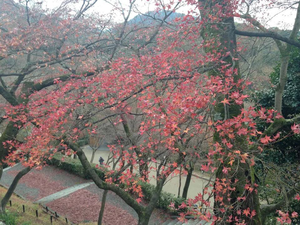 Autumn leaves around Kiyomizudera Temple in Kyoto during the mid-November season