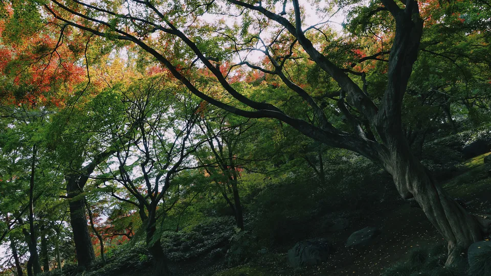 Rikugien autumn pond garden for evening illumination tickets, Komagome access and photography planning