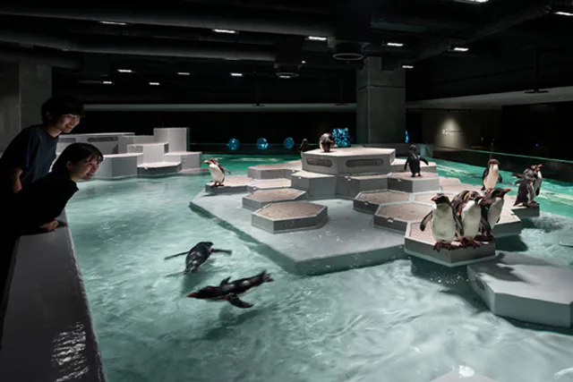 AOAO SAPPORO urban aquarium interior showing its compact observation-focused exhibit design