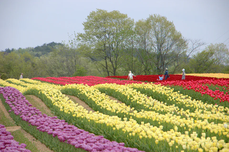 Sera Kogen Farm or Hanayume no Sato? Hiroshima Flower Guide