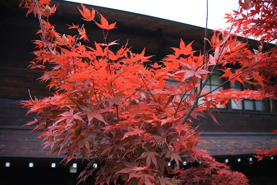 Village de Shirakawa-go avec maisons gassho et couleurs d'automne en montagne, représentant la période de fin octobre dans la région centrale du Japon