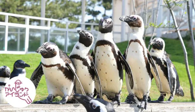 พื้นที่แสดงกลางแจ้งของ Sea World Uminonakamichi Marine Animal Island สามารถชมสัตว์ทะเลจากมุมมองต่างๆ