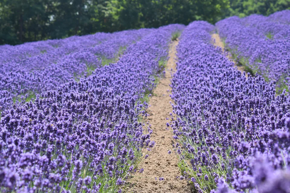 Lavender fields in Furano during summer, when a Hokkaido itinerary should shift its hotel nights toward Furano Biei and Asahikawa