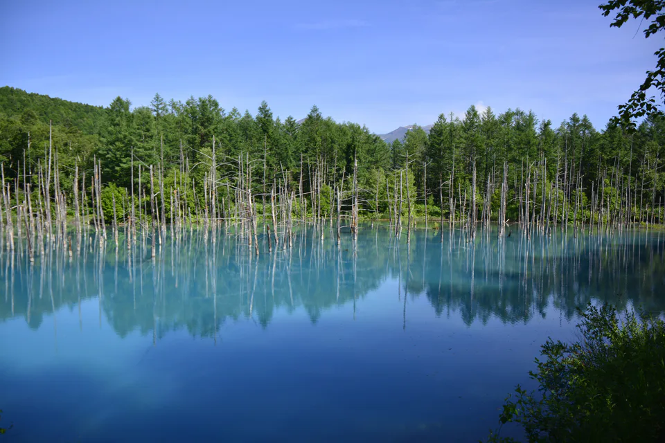 Shirogane Blue Pond in Biei as a scenery-focused overnight reason
