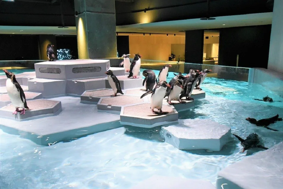 Penguins and pale-blue pool at AOAO SAPPORO, showing the close urban aquarium viewing style