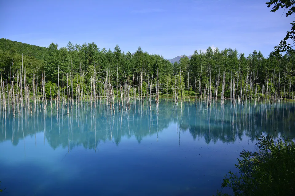 北海道美瑛白金青池。北海道包車是否值得,應先看景點分散度、實際人數、10 小時計時與司機回程規則。