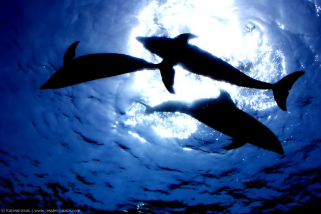L'Aqua Resorts Pass convient pour un itinéraire axé sur les quatre aquariums, notamment celui de l'aquarium de l'île de Hakkeijima à Yokohama.
