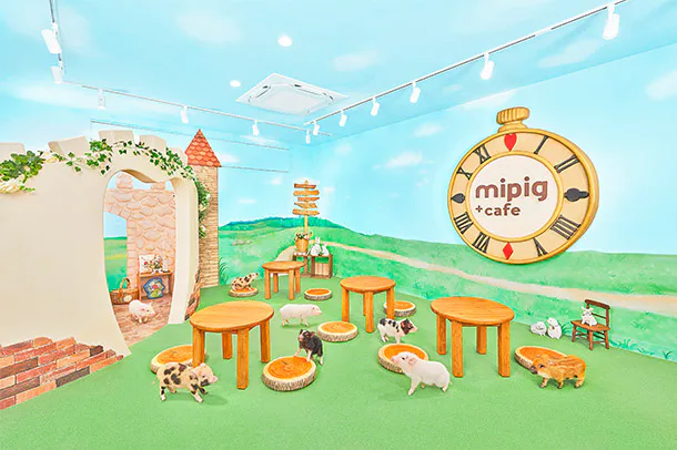 후쿠오카 mipig cafe에서 미니돼지가 손님 가까이 다가오는 모습, 짧은 25분보다 55분이 유리한 이유를 보여주는 장면