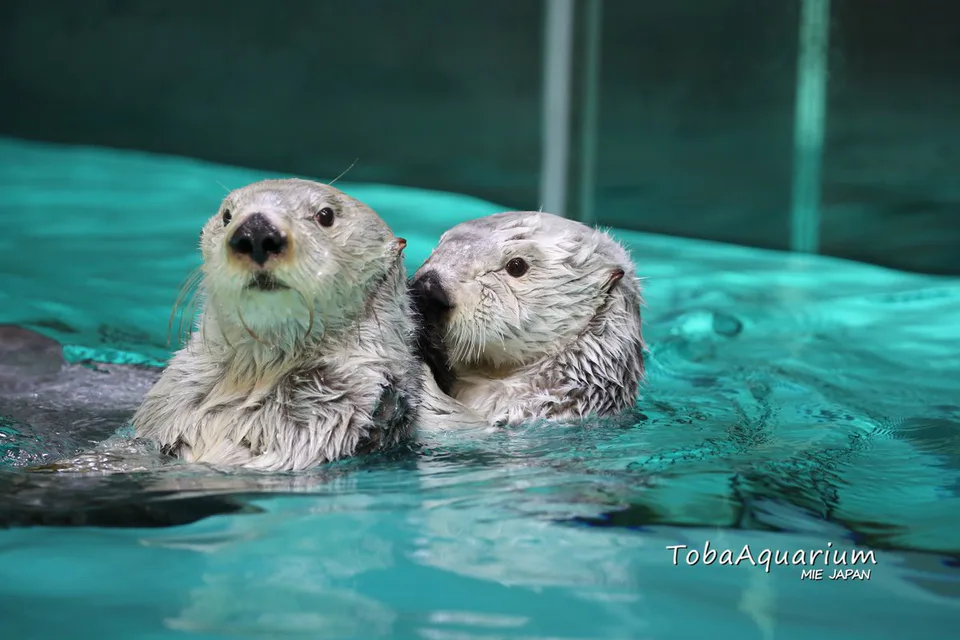 Mei and Kira, the sea otters at Toba Aquarium