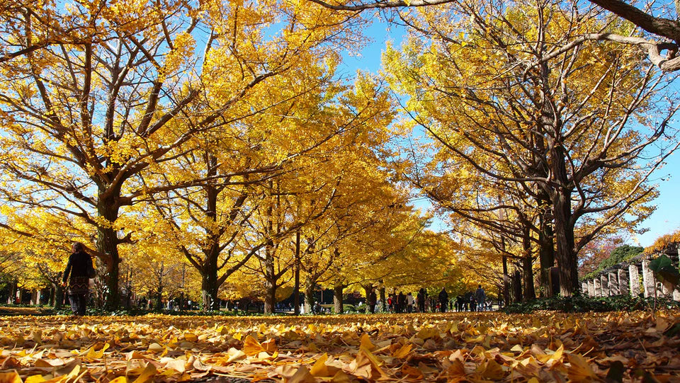 Showa Kinen Park autumn foliage for a family-friendly Tokyo day trip