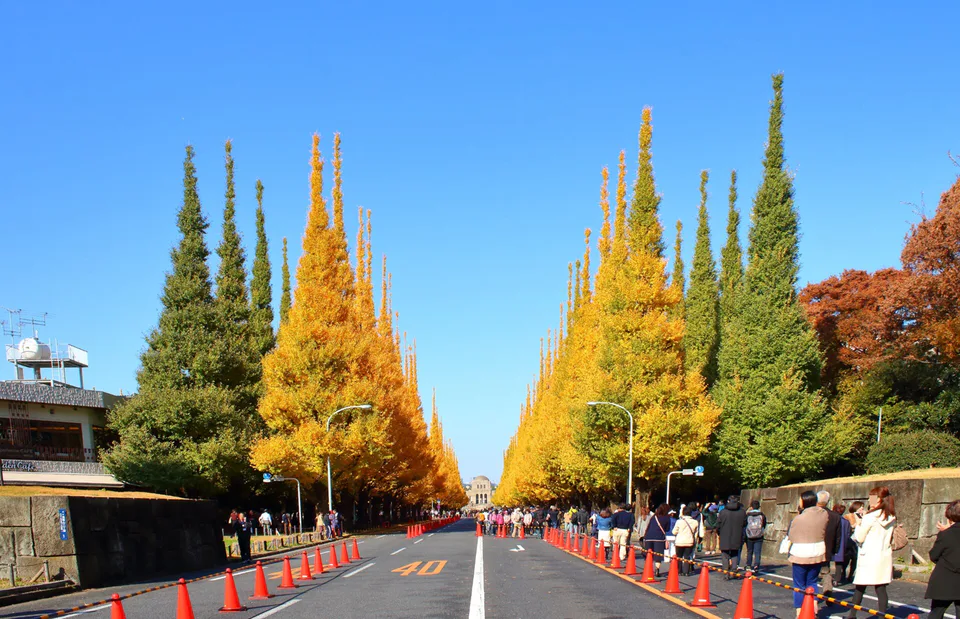 Meiji Jingu Gaien golden ginkgo avenue