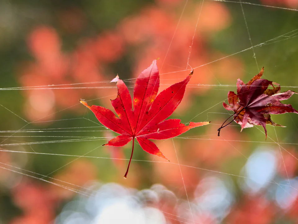 Feuille d’érable rouge dans une fine toile d’araignée