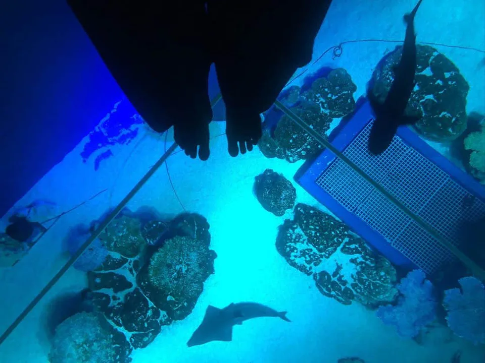 DMM Kariyushi 水族館透明玻璃地板,遊客由上方俯看大水槽魚群