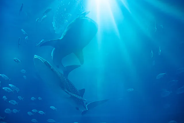 Kaiyukan Pacific Ocean tank. Since re-entry ended in June 2026, families need to solve meals, stroller use and nap expectations before entering.