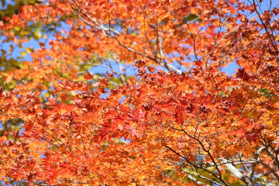 Late October foliage beside Lake Chuzenji in Okunikko