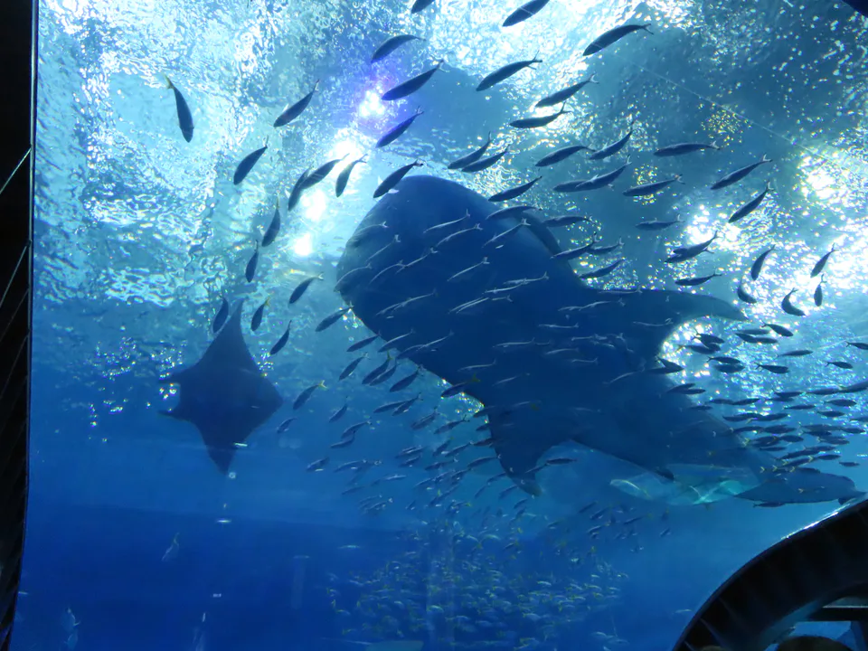 Les eaux cristallines et les bancs de poissons tropicaux autour de la grotte bleue d'Okinawa
