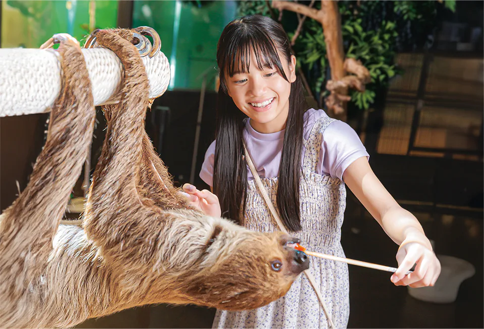沖繩 DMM Kariyushi 水族館近距離樹懶展示與餵食體驗