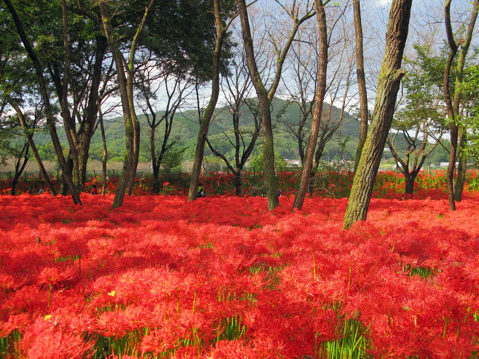 Red spider lilies beneath the riverside forest at Kinchakuda in Saitama during the September bloom window