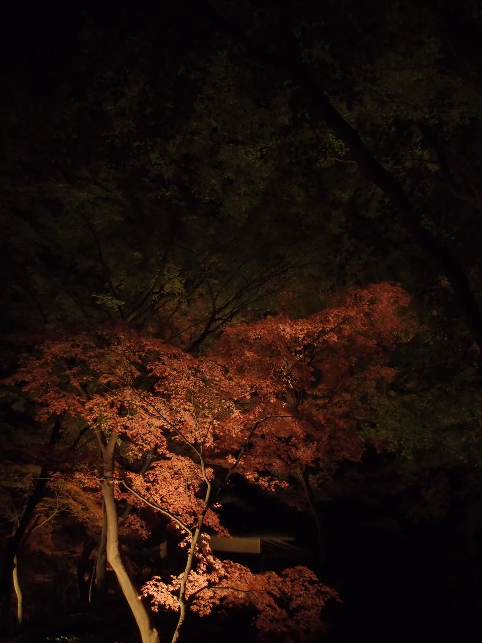 สวนริคเกียวในโตเกียวในช่วงปลายฤดูใบไม้ร่วง เป็นแผนสำรองสำหรับช่วงปลายเดือนพฤศจิกายนที่ระดับความสูงต่ำ