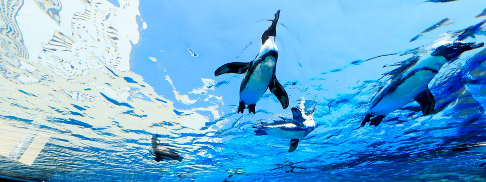 Photo réelle de l'aquarium Sunshine de Ikebukuro ; lorsque vous accompagnez de jeunes enfants avec une poussette, considérez l'aquarium comme une attraction principale pour une demi-journée