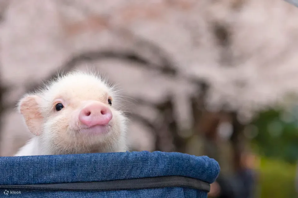 A micro pig approaching guests at mipig cafe Fukuoka, illustrating the pig-led interaction rather than a guaranteed hold-and-photo setup.
