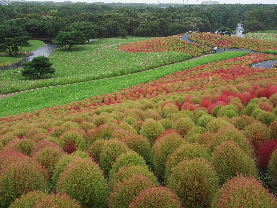 Kochias au Hitachi Seaside Park : faut-il vraiment viser le rouge parfait ?
