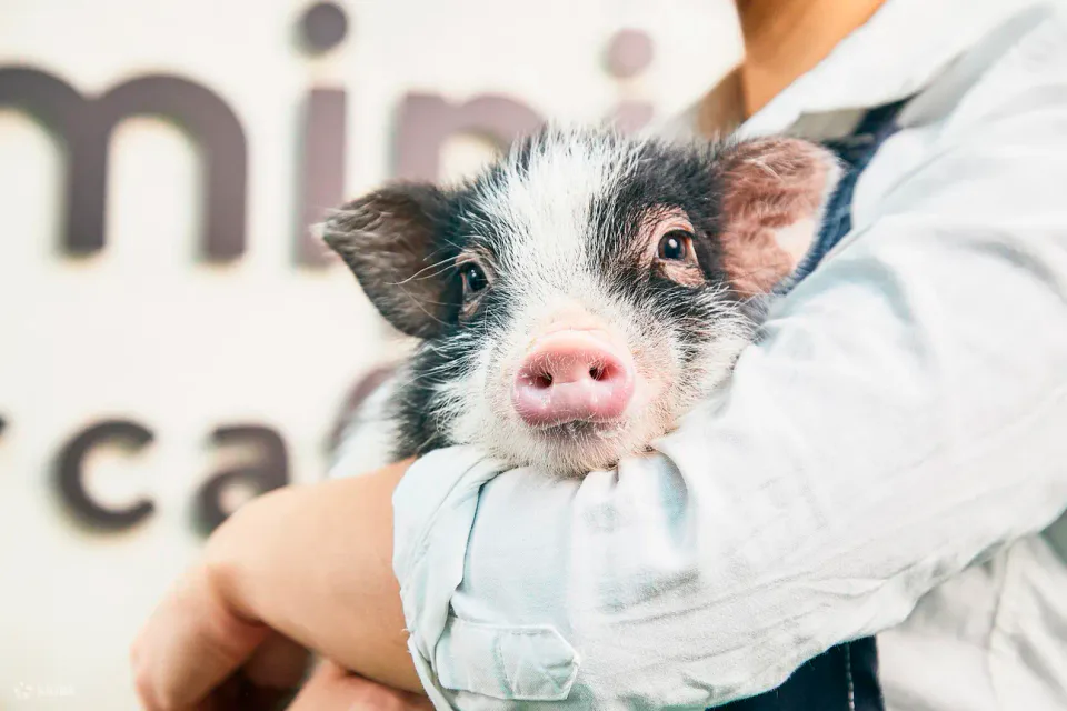 Le Mipig Cafe de Fukuoka offre une interaction rapprochée avec des mini-cochons, les visiteurs doivent s'asseoir et attendre que les cochons s'approchent.