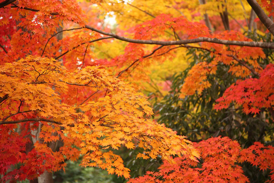 Showa Kinen Park Japanese garden with autumn maples