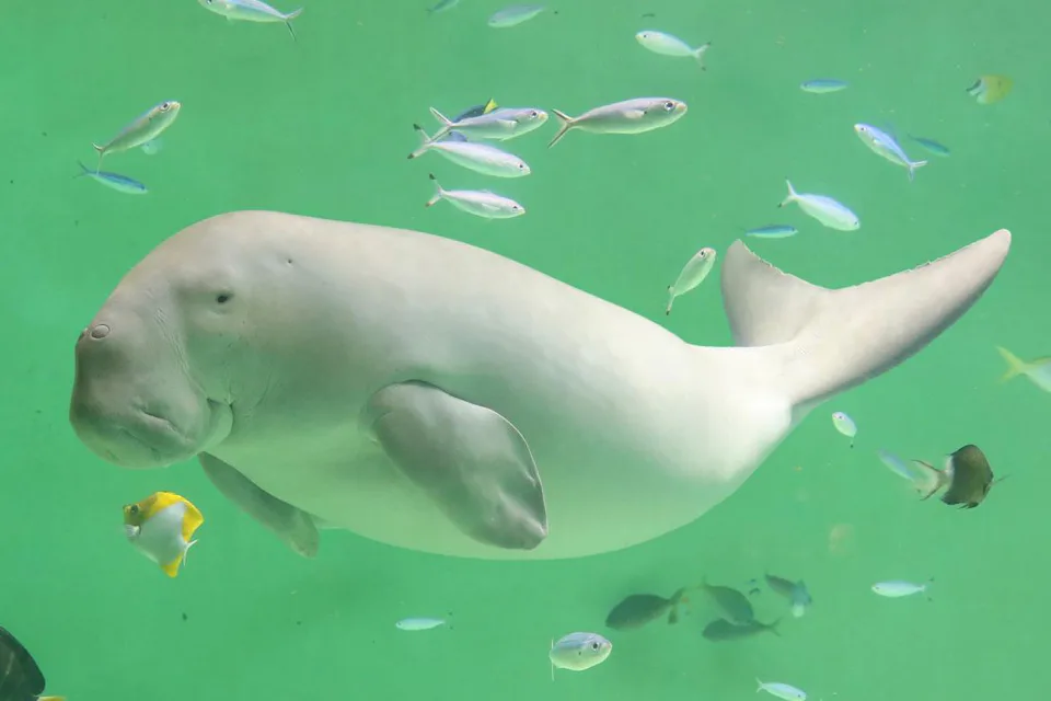 Toba Aquarium 2026: Is the Sea Otter and Dugong Detour Worth It?