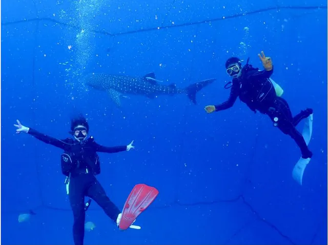 오키나와 요미탄 고래상어 Fun Dive 실제 장면. 자격증 보유 여부뿐 아니라 최근 다이빙 경험과 장비 포함 조건을 따로 확인해야 합니다.