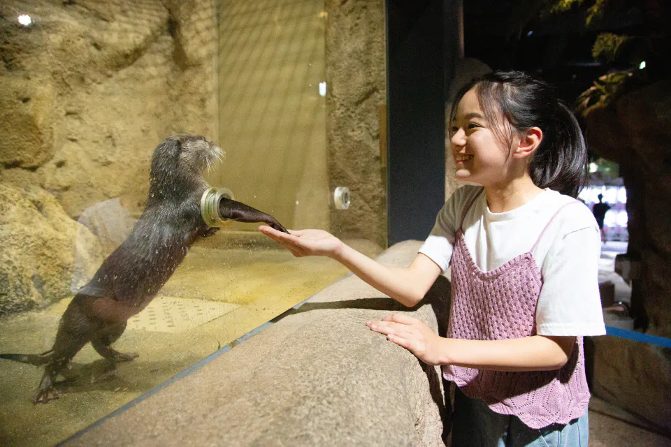 DMM Kariyushi 水族館水獺近距離互動餵食體驗