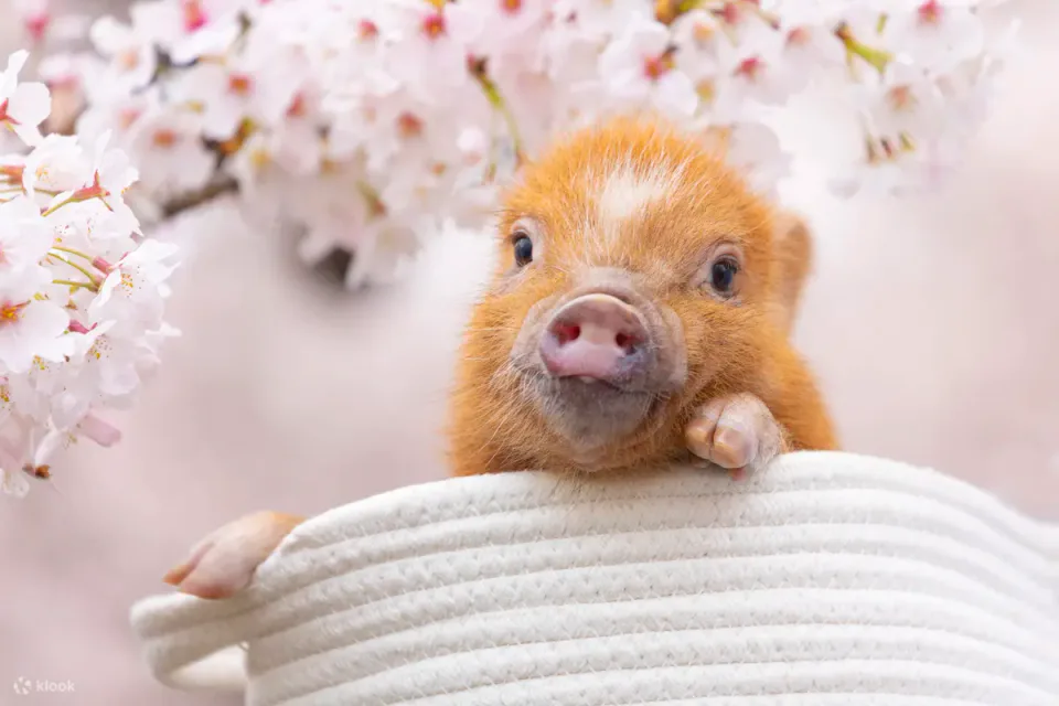 Pour l’expérience au Mipig Cafe à Tenjin, Fukuoka, il est conseillé de vérifier à l’avance les plages horaires disponibles ce jour-là et les conditions d’entrée ASF avant de réserver.