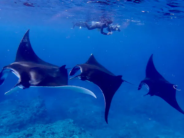Ishigaki manta ray snorkeling in open water above coral; even a dedicated tour cannot guarantee a wild manta sighting.