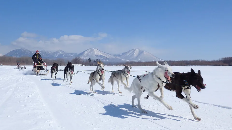Traîneau à chiens à Hokkaido : 6 km ou 10 km+ à Tokachi, et le détour vaut-il vraiment le prix ?